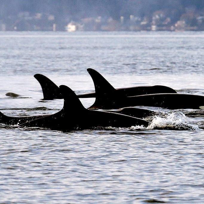Montreal-based startup gets $850,000 for artificial intelligence to protect whales